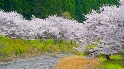 唯美春天河岸樱花