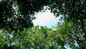 树木下仰望天空
