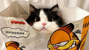 超可爱小猫咪