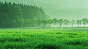 清新森系美景