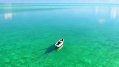 大海带鱼屏