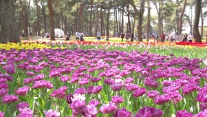 鲜花花海
