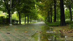 雨天公园树林