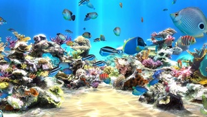 4K水族管