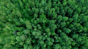 4K 高清 空中无人机拍摄森林