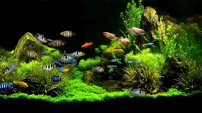 热门水族馆动态桌面壁纸图片 热门动态壁纸下载 元气壁纸 热门水族馆动态桌面壁纸图片 热门动态壁纸下载 元气壁纸