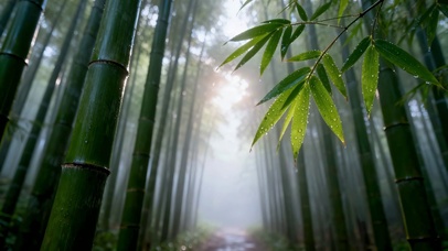 雨后晨光清新竹林