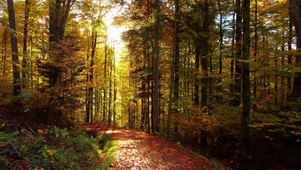 清晨森林洒满光斑的小路