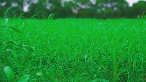 清晰小草