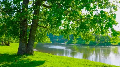 自然鸟语绿树流水