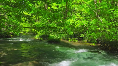 夏日绿林清凉流水
