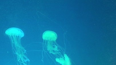 水母