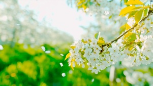 花瓣飘落