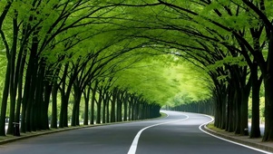 绿荫公路