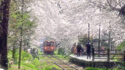 你记得花 花就一直开 