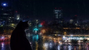 雨天房间的猫