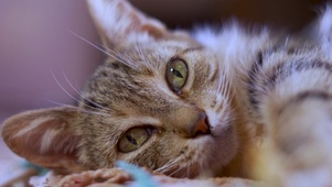 安安静静橘猫
