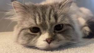 萌宠小猫