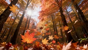 秋日红色枫叶落叶唯美氛围感