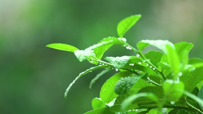 雨中绿叶