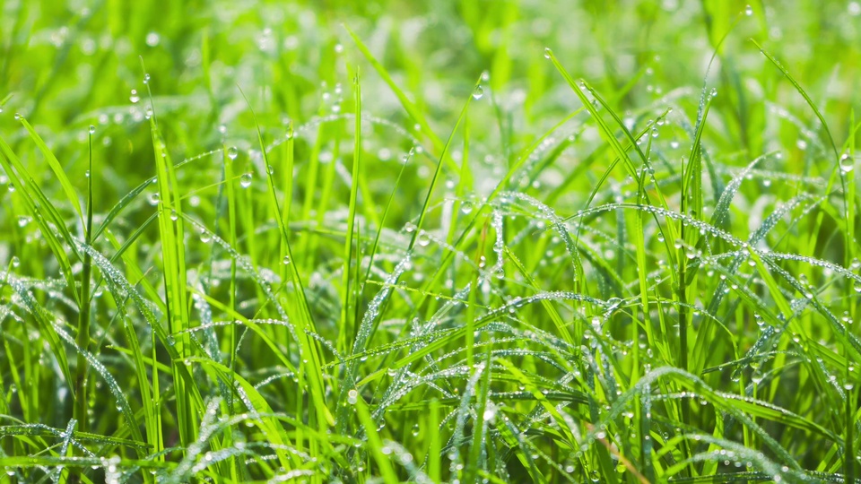 阳光雨露小草图片图片