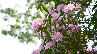 4K春天毛棉杜鹃花