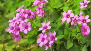 春天小花