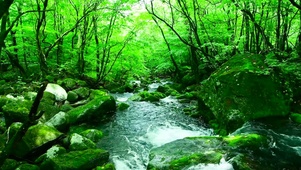 护眼绿林山涧溪流