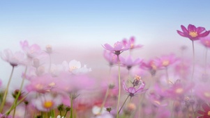 邹菊
