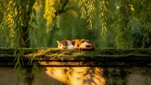 黄昏墙头猫咪