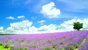 4K花海