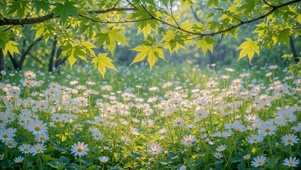 春日林间雏菊治愈风景