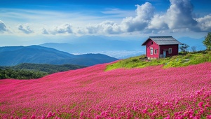 唯美的花海小屋风景