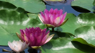 4K荷花莲花池