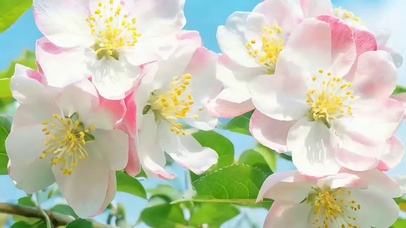 护眼花朵带鱼屏