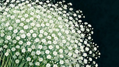 满天星小花