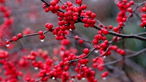 雨天红果
