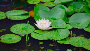 护眼雨中睡莲绿荷