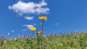 小黄花