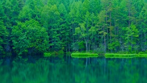 护眼青山绿树