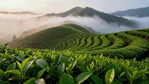云海茶山