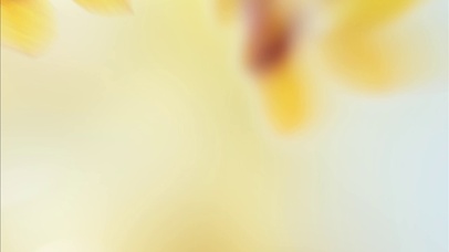 二十四节气之秋分写实唯美意境