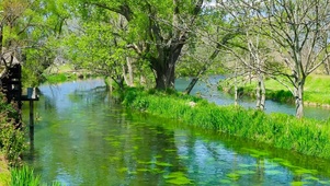 春天树林绿草流水