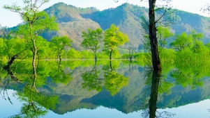 高山湖面绿树
