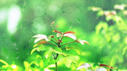 端坐窗前，小雨淅沥