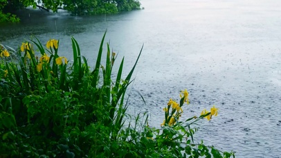 雨天河边花草