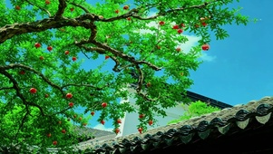 石榴树