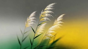 唯美的芦苇花