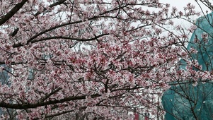 春天樱花盛开花朵植物