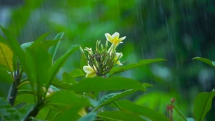 雨中绿叶花朵